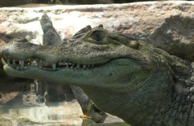 Les cro cro cro, les crocodiles...