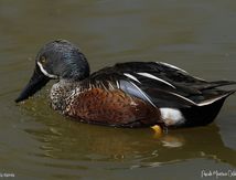 Canard Bridé 