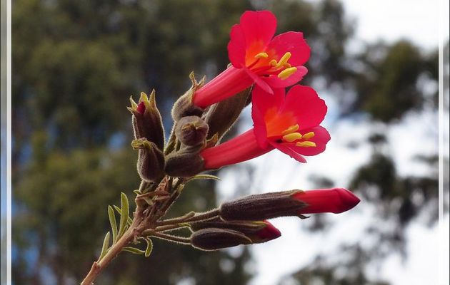 Quelques fleurs - Q'enqo - Cuzco - Pérou