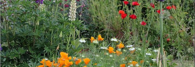 Le jardin fleuri en mai