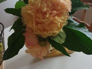 Mes fleurs s'épanouissent ...avec ce beau soleil..!!