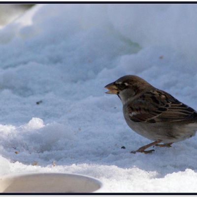 Moineaux en hiver