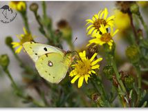 Colias - Pieridae