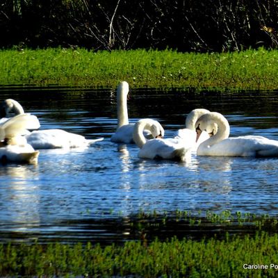 Les cygnes au lac de Mimizan