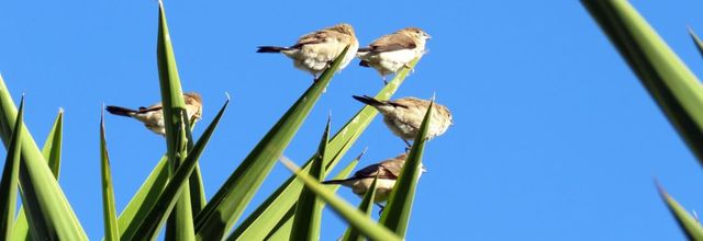 Capucin bec de plomb 