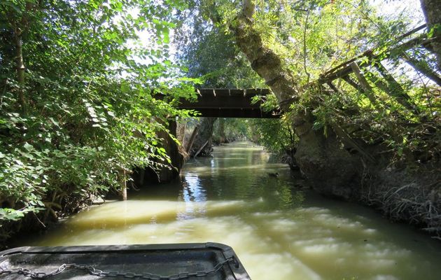 Maillezais dans le marais Poitevin -4 et fin