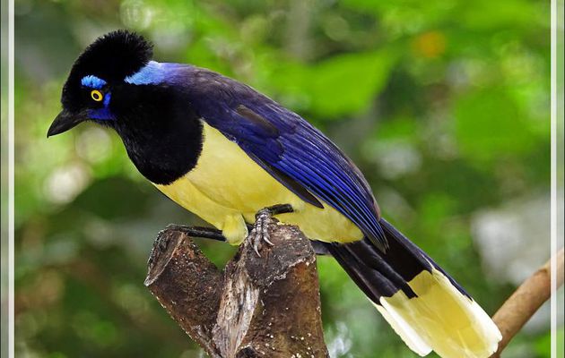 Geai acahé, Plush-crested jay, Urraca común (Cyanocorax chrysops) - Parque das Aves - Foz do Iguaçu - Brésil