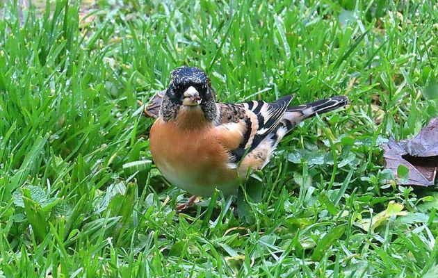un bel oiseau chez nous !