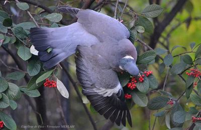 Le repas du pigeon ramier (ou palombe)
