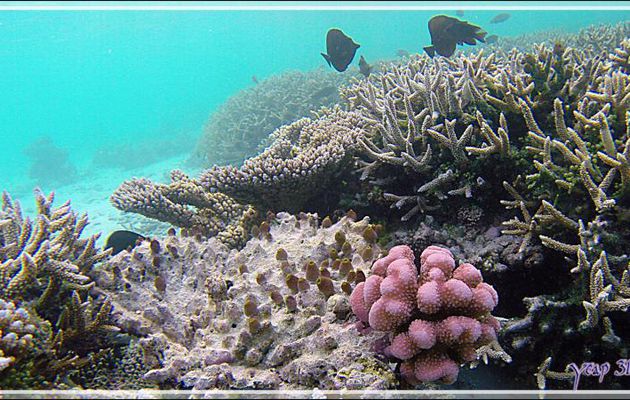 Corail chou-fleur forme rose, Rose coral (Pocillopora meandrina) et tuniciers - Athuruga - Atoll d'Ari - Maldives