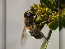 Eristale gluante ou éristale tenace femelle (Eristalis tenax)