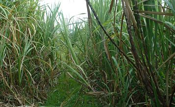Inquiétudes sur la récolte de la canne à la MARTINIQUE.
