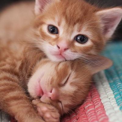 Images insolites d'animaux