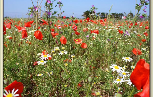 Un petit bouquet de fleurs champêtres réservé aux visiteuses de mon blog - Ile de Ré - 17