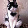 Chakra animaux
