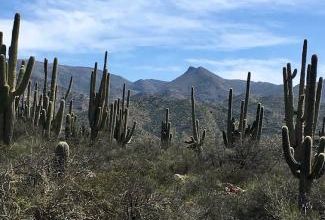Jour 14 - l'Apache Trail Scenic Road, Tonto National Forest, Arizona