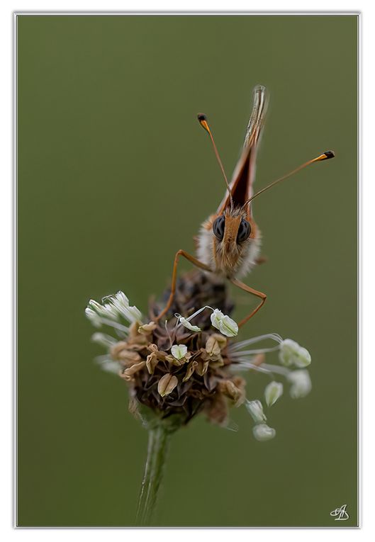 03 - Insectes