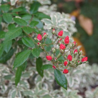 Un jour, une rose : 'l'Amarante du bois Tahon'