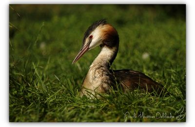 Instant toilette sur le bord du canal...