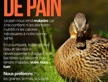 Coup de pouce à nos petits ailés au Jardin public ou à la maison...