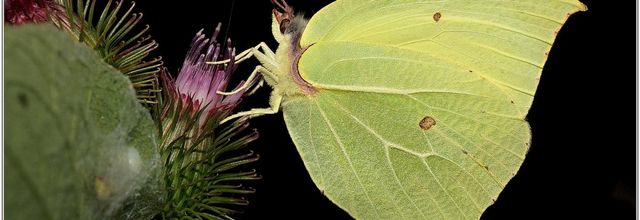 Citron (3) - Gonepteryx rhamni