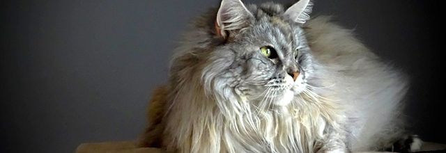 Comment faire le toilettage de son chat à poils longs ?