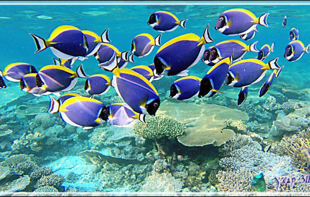 Banc de Chirurgiens à poitrine blanche, Powderblue surgeonfish (Acanthurus leucosternon) - Snorkeling à Thudufushi - Atoll d'Ari - Maldives