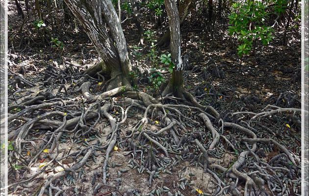 Une curiosité à Curieuse : des centaines voire des milliers de coquillages (manifestement morts) en bordure de mangrove, des "Escargots télescopes" (Telescopium telescopium) - Seychelles