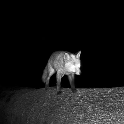 Renard en chasse sur un arbre tombé.. forêt de Fontainebleau. Décembre 2024.