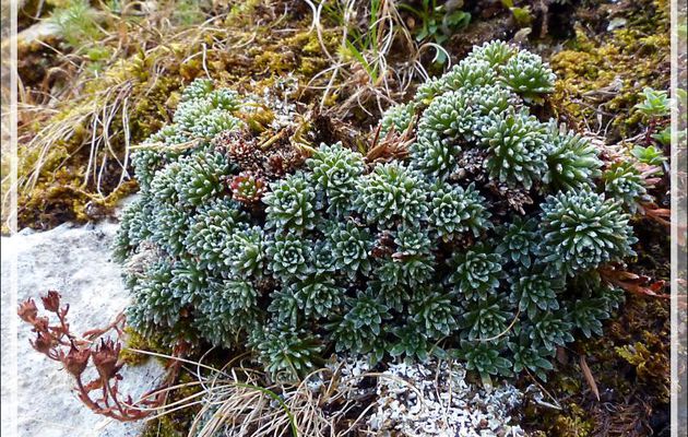 Saxifrage de Burser (Saxifraga aretioides) - Massif du Gar - 31