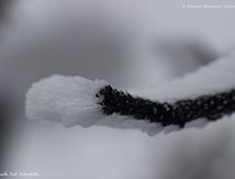 La neige au Mont-Aigoual