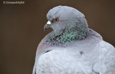 Faut-il détester et avoir peur des pigeons ?