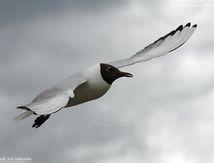 Mouette rieuse