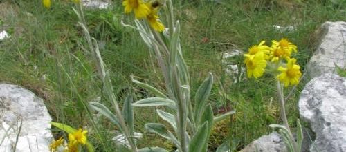 Violette, biscutelle, iberis… Ces fleurs de Normandie sont uniques au monde !