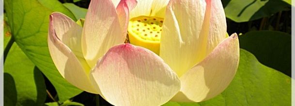 Parc Floral de Paris : Le Lotus