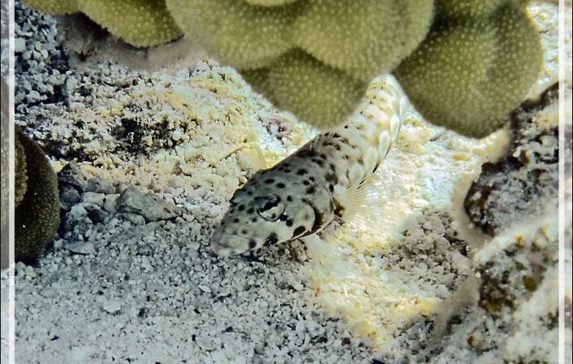 Perche pintade ou Parapercis à taches noires, Thousand-spot grubfish, Black dotted sand perch (Parapercis millepunctata) - Lagon de la Pension Kuriri - Maupiti - Polynésie française