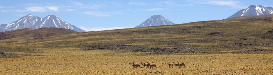 Atacama ~ Les Vigognes #2
