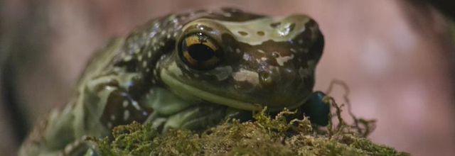 Ménagerie du Jardin des Plantes : Le Vivarium : Rainette Kunawalu