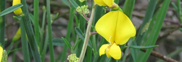 une fleur de genets