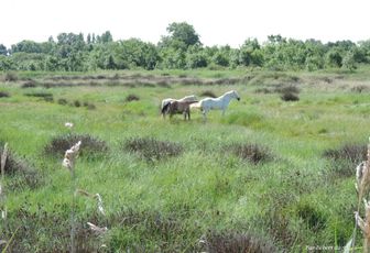 des chevaux dans le marais à Oléron (17)