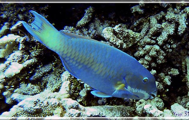 Poisson-perroquet grand bleu, Steephead parrotfish (Chlorurus microrhinos) forme mâle - Tumakohua (passe sud) - Atoll de Fakarava - Tuamotu - Polynésie française
