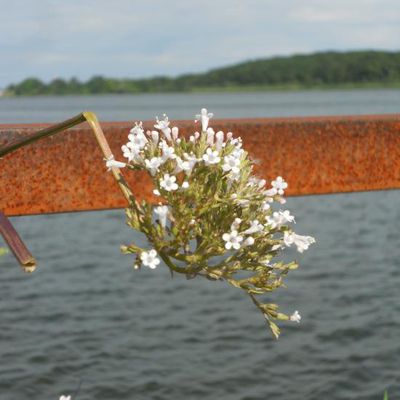 Fleurs pres de l'etang