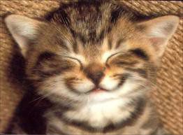 ... ^^ Petite Boule De Poils ( ^^ )