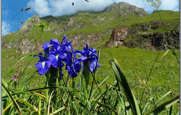 Iris des Pyrénées sur fond des Mails de la Porte d'Enfer - Vallon d'Esquierry - Oô - 31