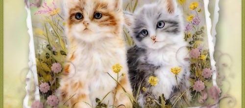  Jolis chatons .