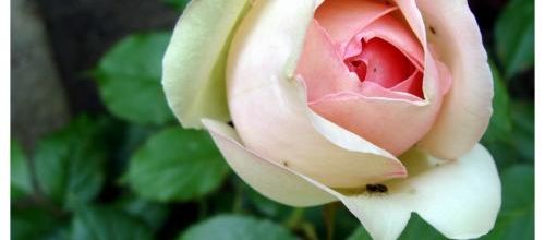Les Roses Pierre de Ronsard du Jardin