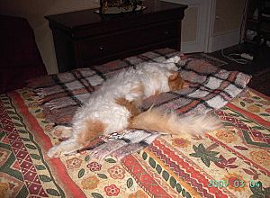 l'art de dormir.....