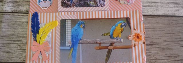 Une deuxième page sur les oiseaux pour l'album du zoo de la Palmyre