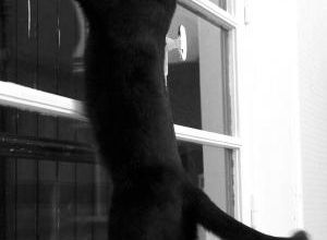 Etirements de chats noirs