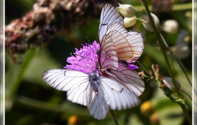 Papillon Gazé ou Piéride de l'aubépine (Aporia crataegi) - Varrados - Val d'Aran - Catalogne - Espagne